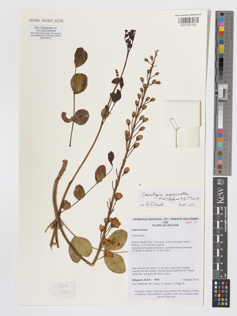 Cenostigma marginatum photo 8