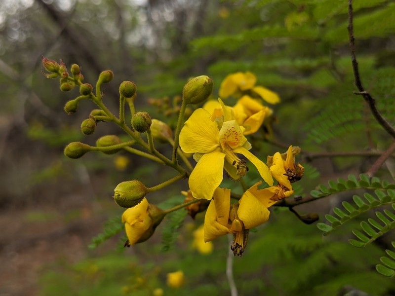 Cenostigma microphyllum