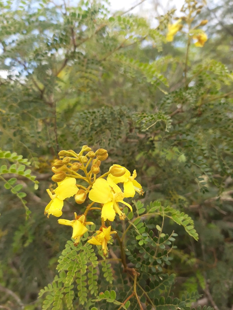 Cenostigma microphyllum photo 2