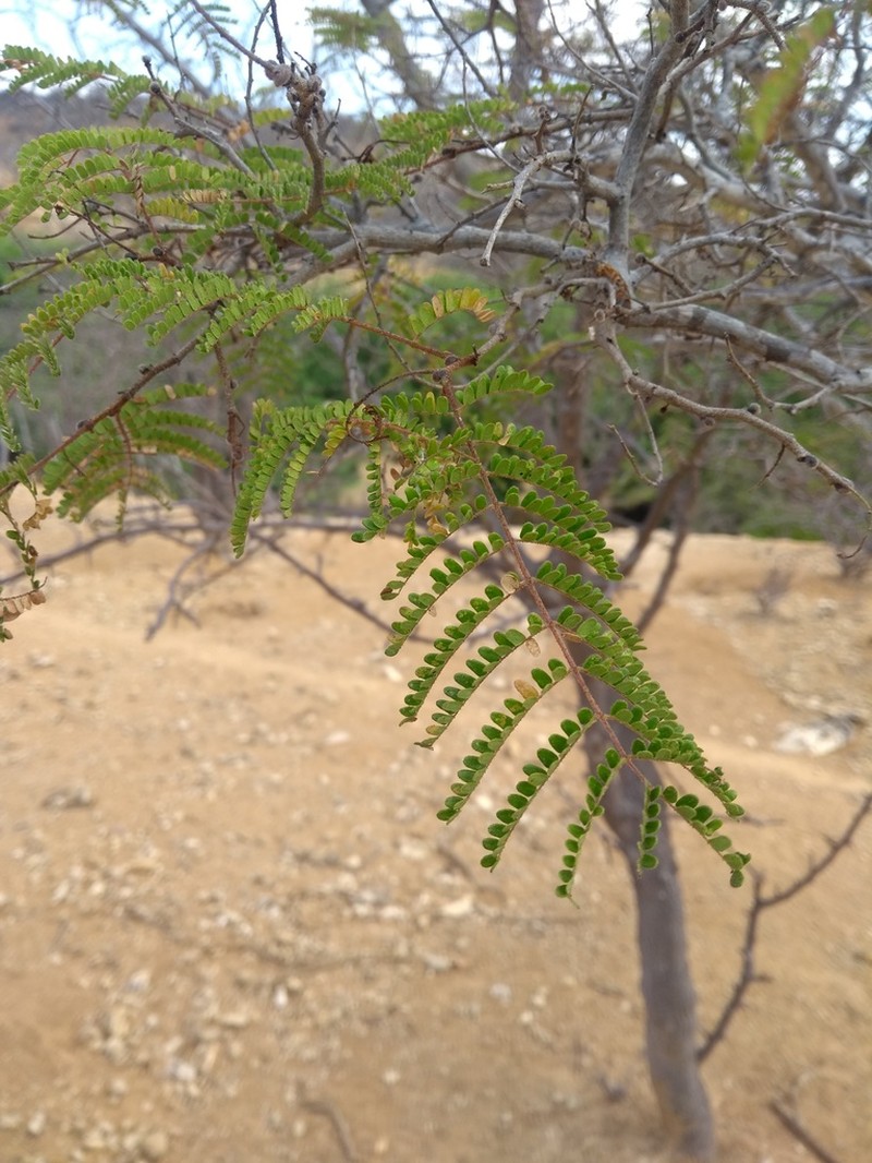 Cenostigma microphyllum photo 3