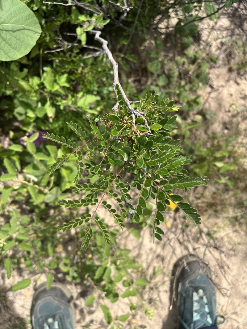 Cenostigma microphyllum photo 4