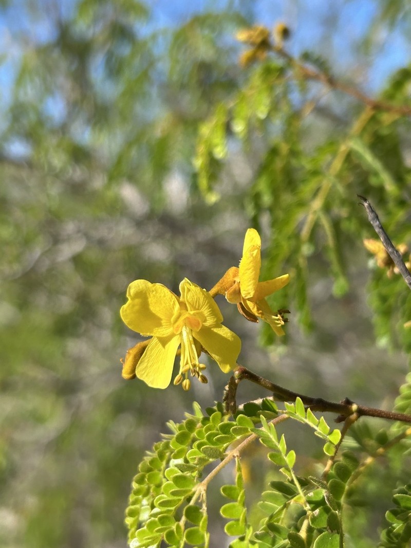 Cenostigma microphyllum photo 5