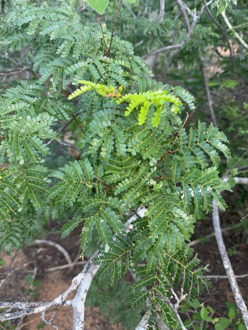 Cenostigma microphyllum photo 6