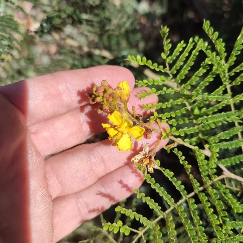 Cenostigma microphyllum photo 8