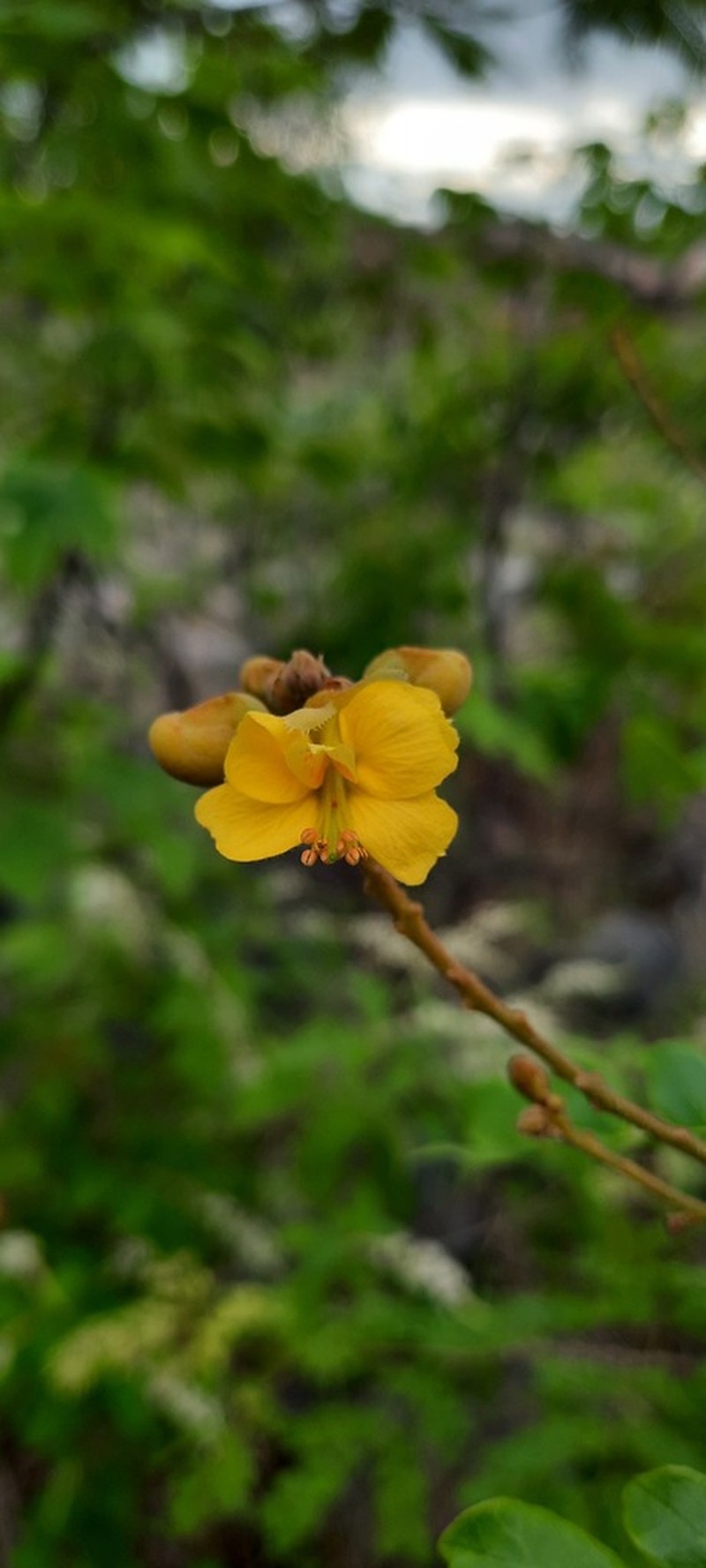 Cenostigma nordestinum