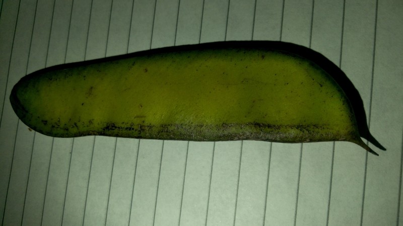 Cenostigma nordestinum photo 3