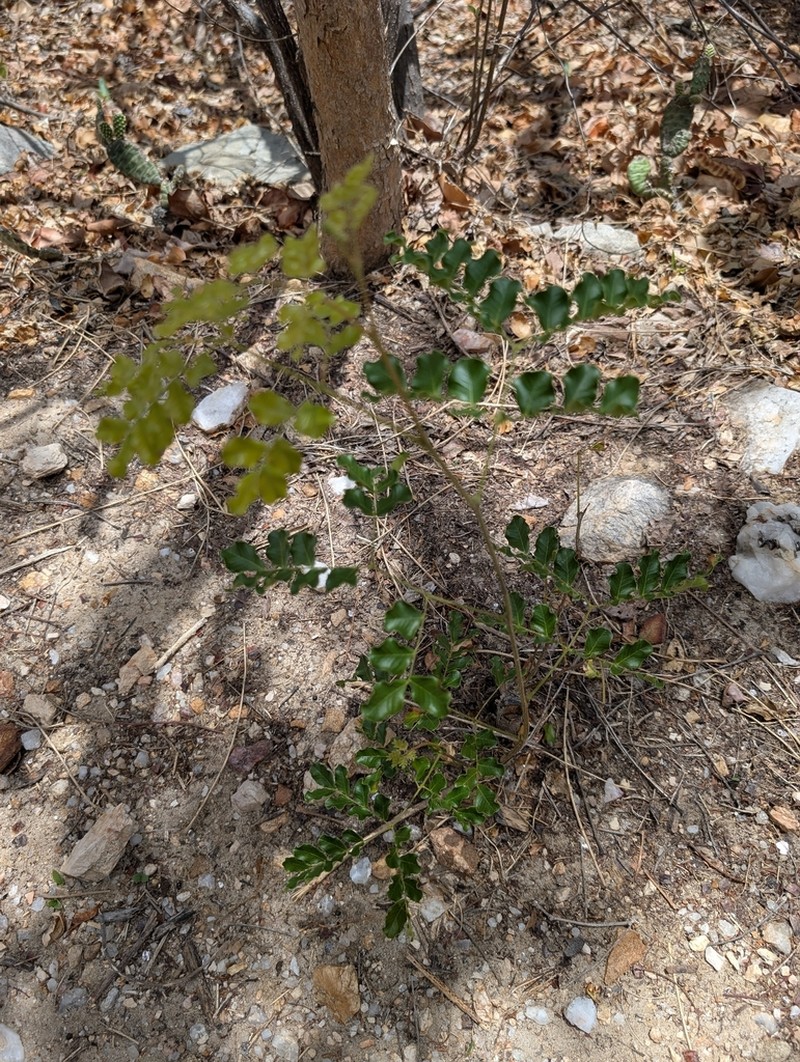 Cenostigma nordestinum photo 4