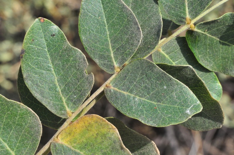 Cenostigma nordestinum photo 7