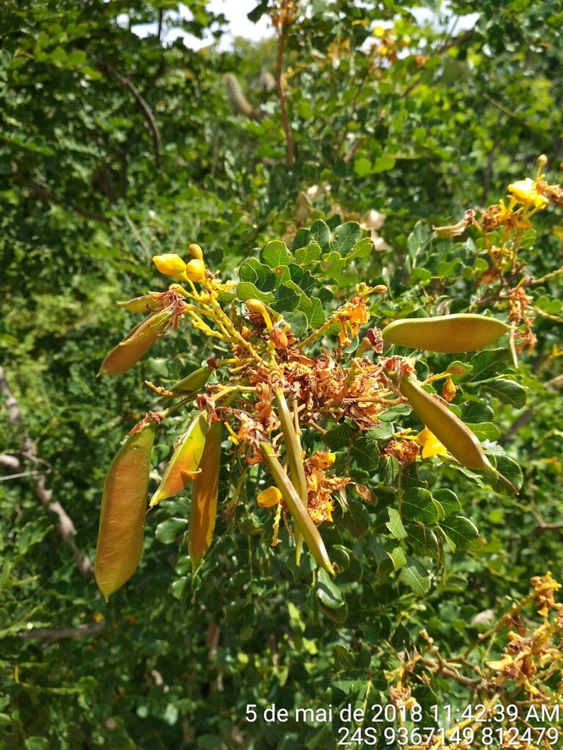 Cenostigma nordestinum photo 8