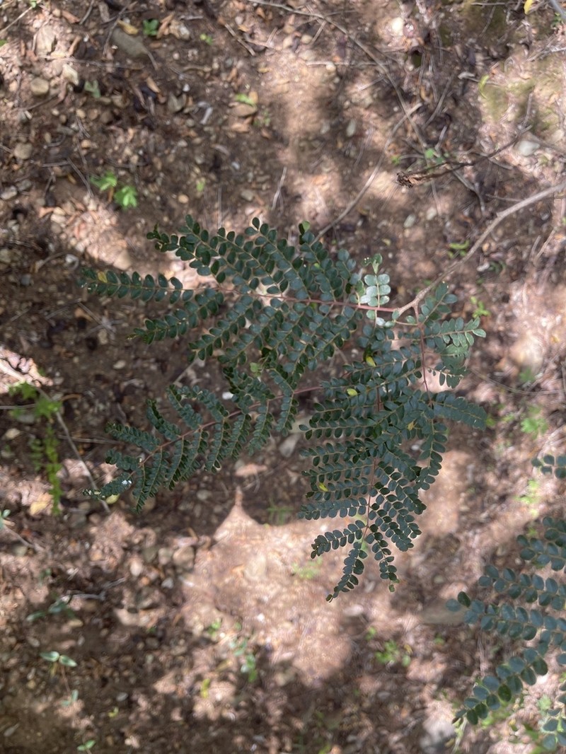 Cenostigma pellucidum