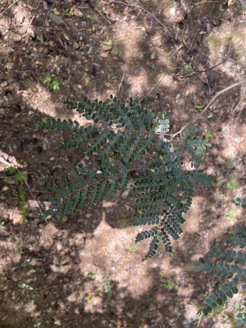 Cenostigma pellucidum photo 2