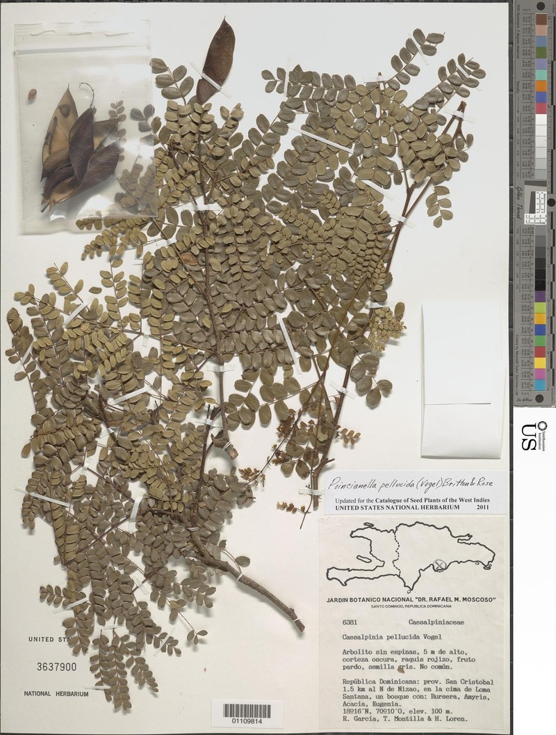 Cenostigma pellucidum photo 3