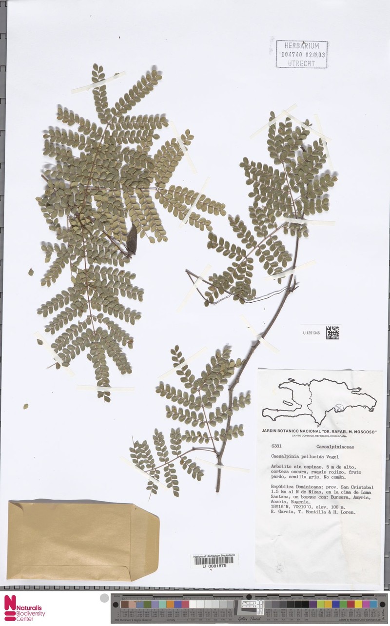 Cenostigma pellucidum photo 4