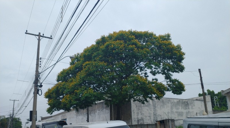 Cenostigma pluviosum
