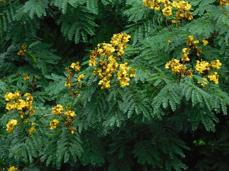 Cenostigma pluviosum photo 2