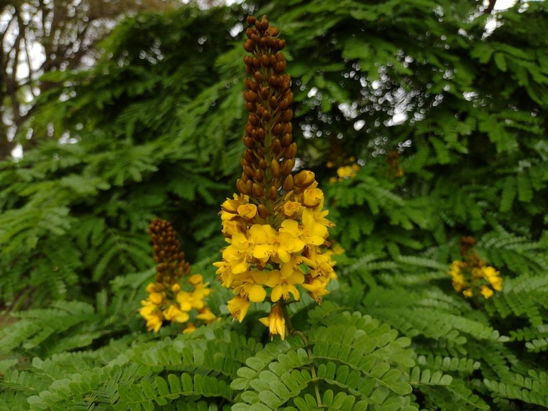 Cenostigma pluviosum photo 3