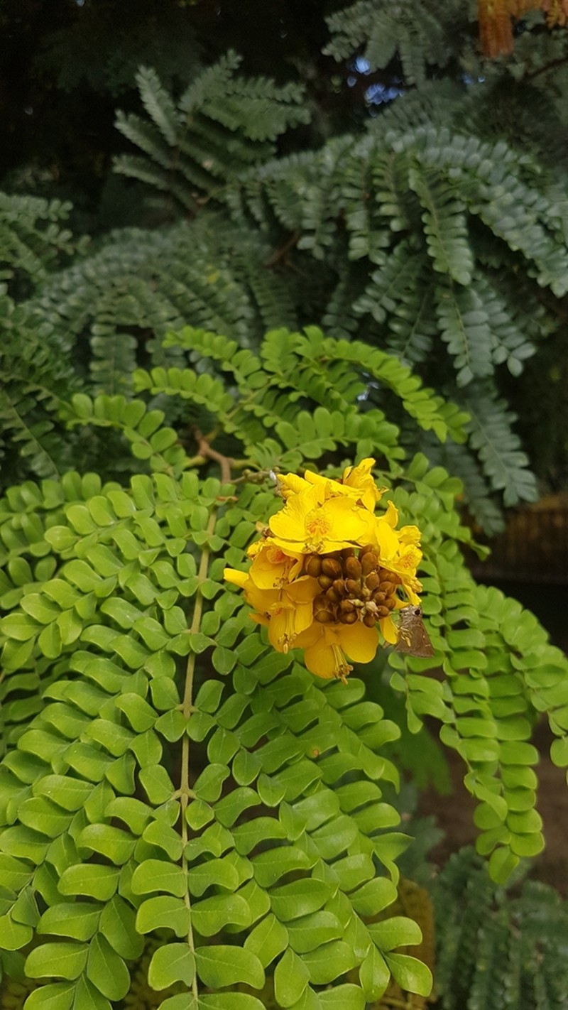 Cenostigma pluviosum photo 4
