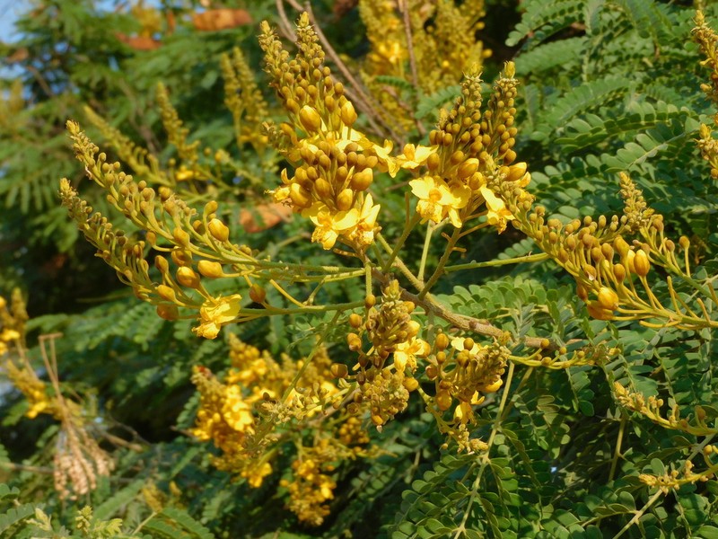 Cenostigma pluviosum photo 5