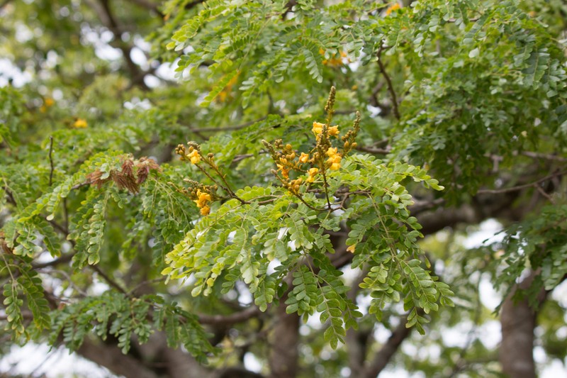 Cenostigma pluviosum photo 6