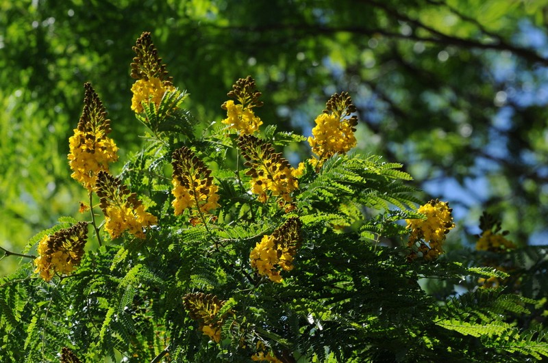 Cenostigma pluviosum photo 7