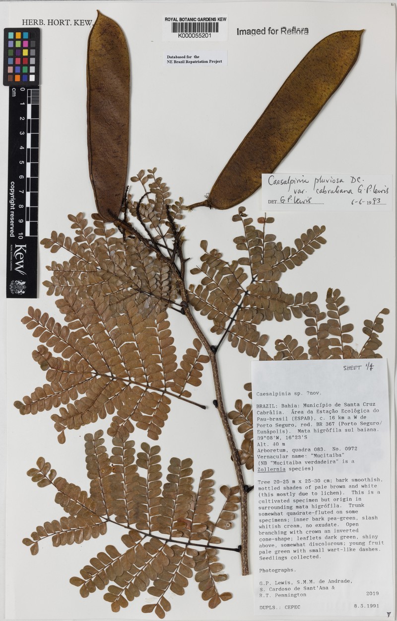 Cenostigma pluviosum var. cabralianum