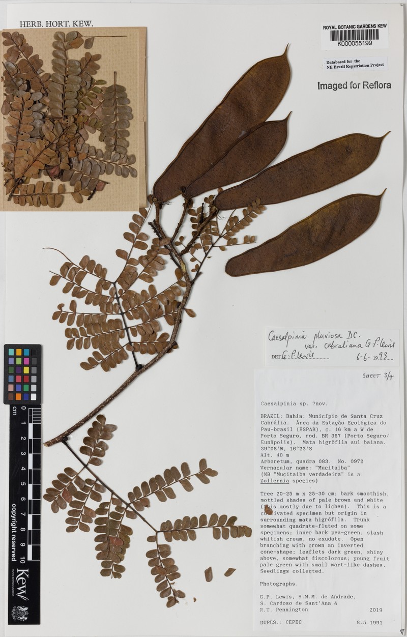 Cenostigma pluviosum var. cabralianum photo 2