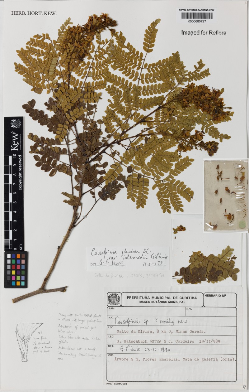 Cenostigma pluviosum var. intermedium