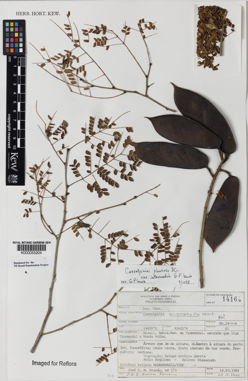 Cenostigma pluviosum var. intermedium photo 2