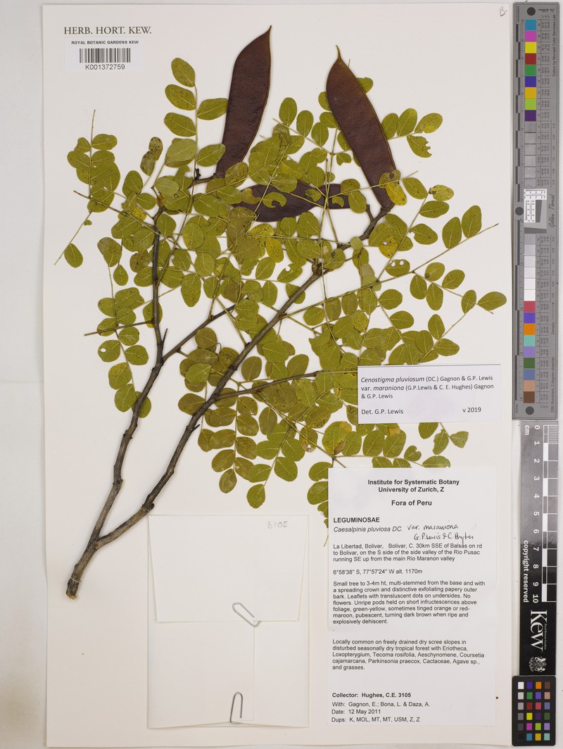 Cenostigma pluviosum var. maranionum