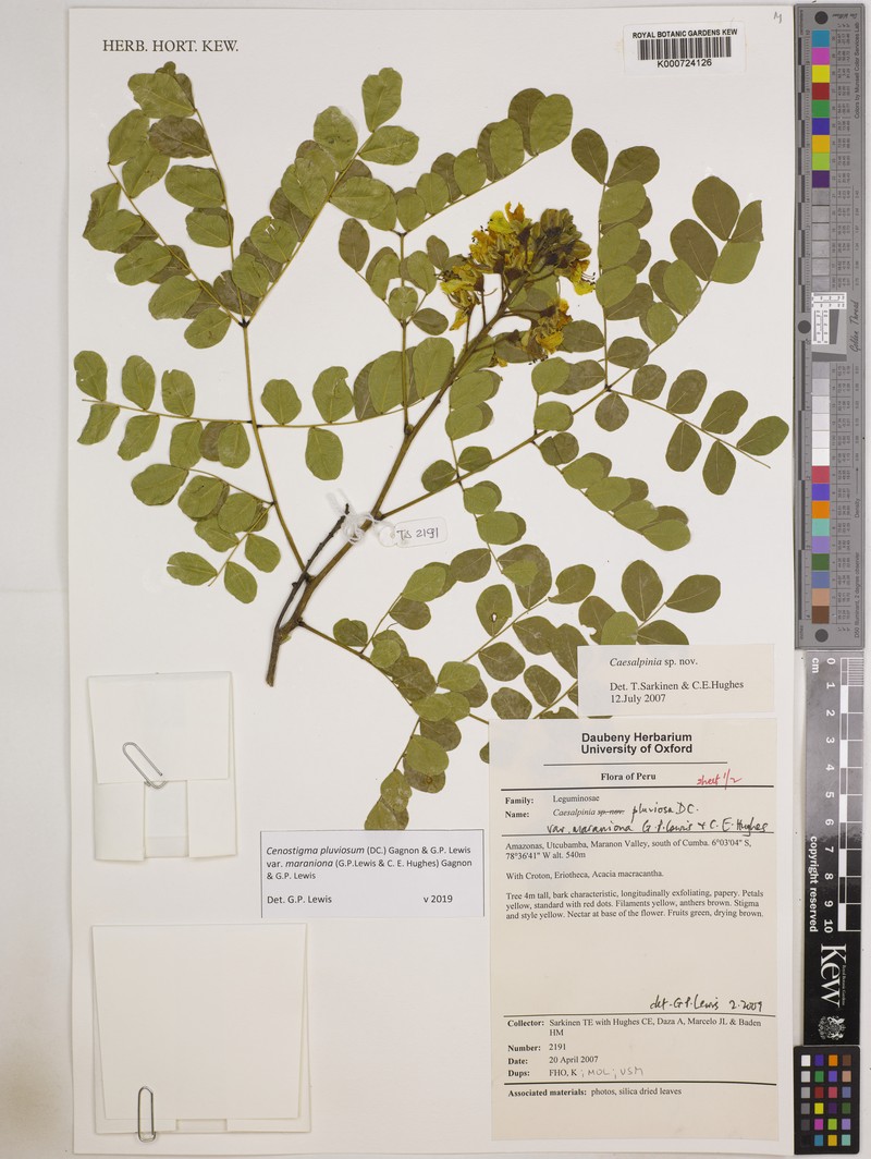 Cenostigma pluviosum var. maranionum photo 2