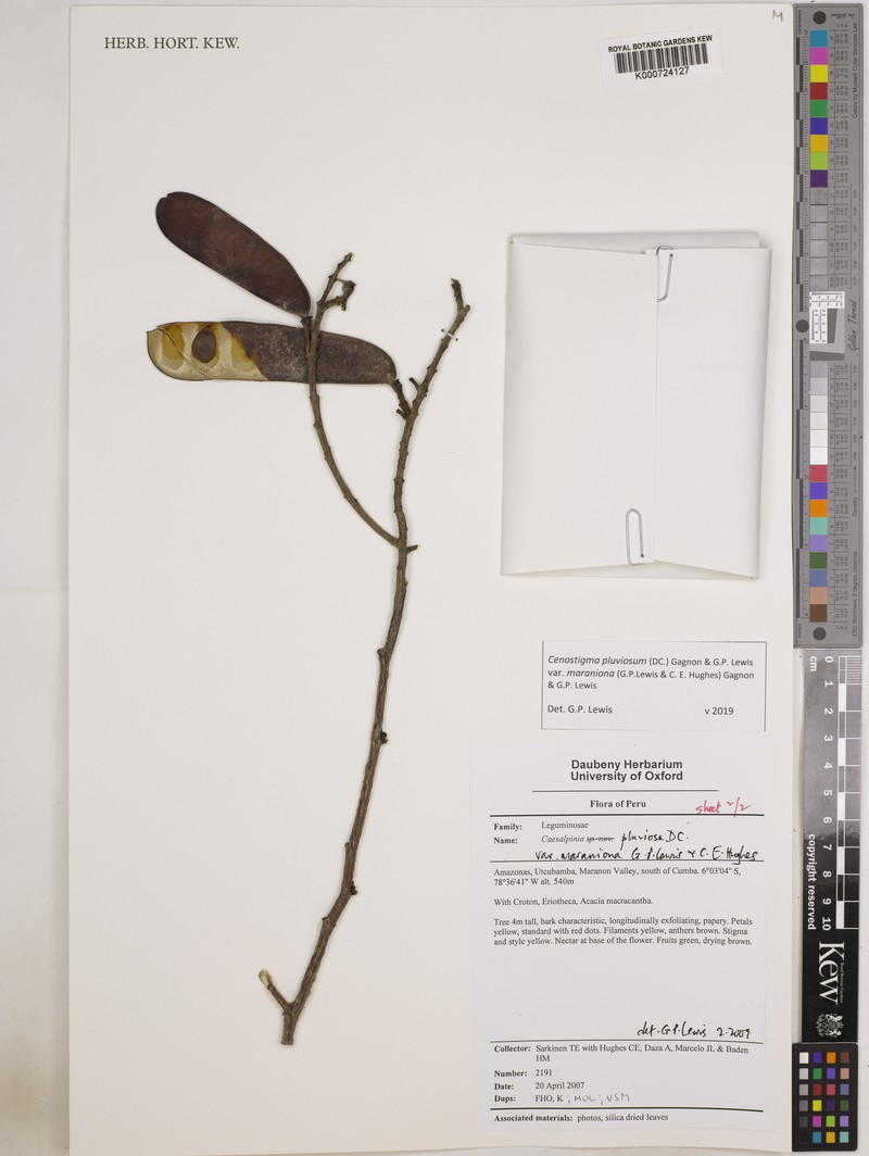 Cenostigma pluviosum var. maranionum photo 3
