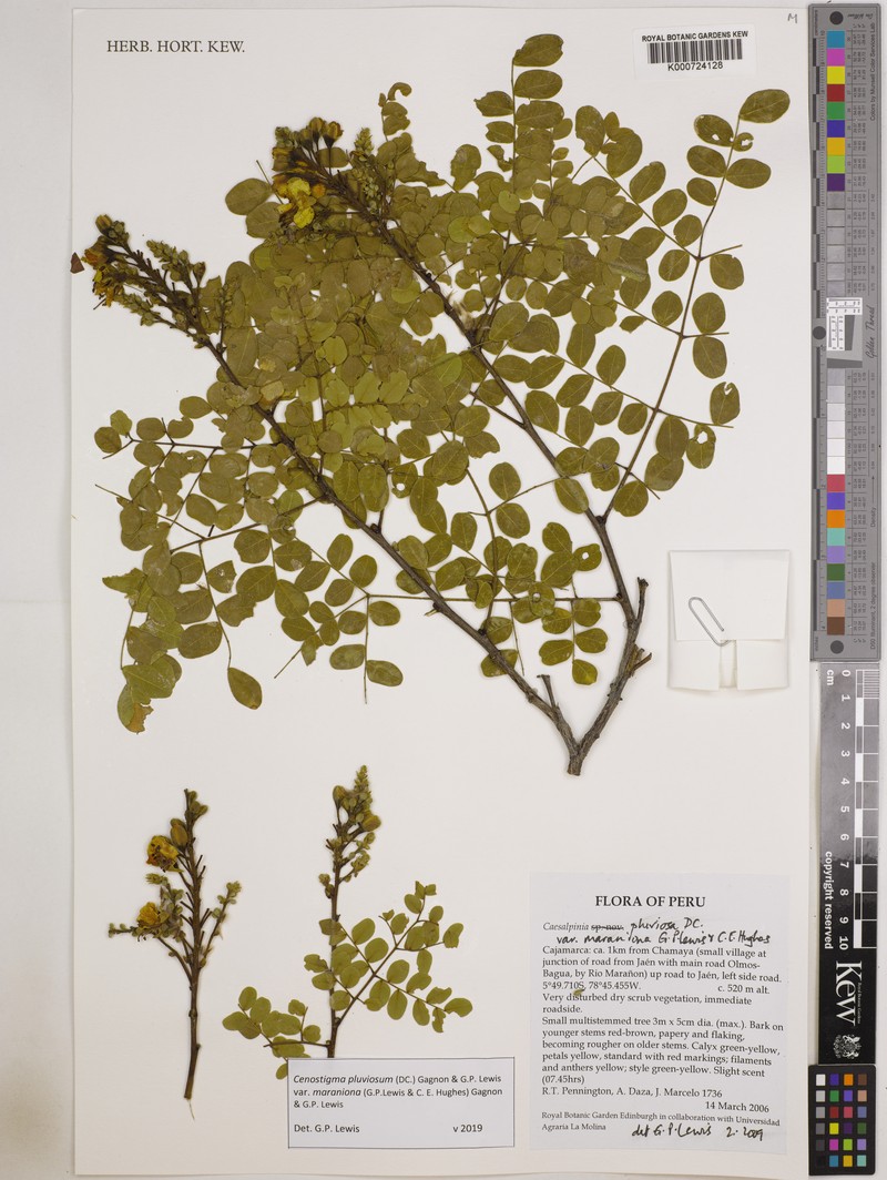 Cenostigma pluviosum var. maranionum photo 4
