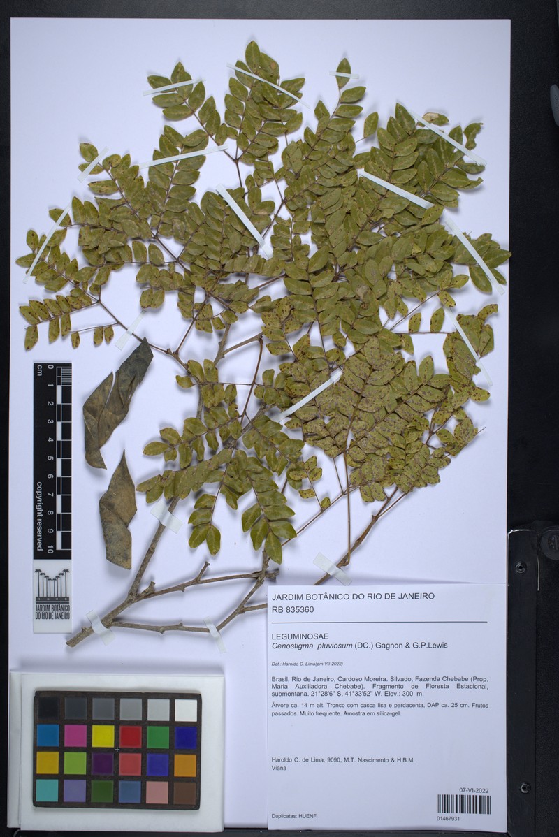 Cenostigma pluviosum var. paraense