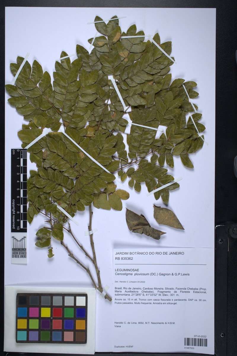 Cenostigma pluviosum var. paraense photo 2