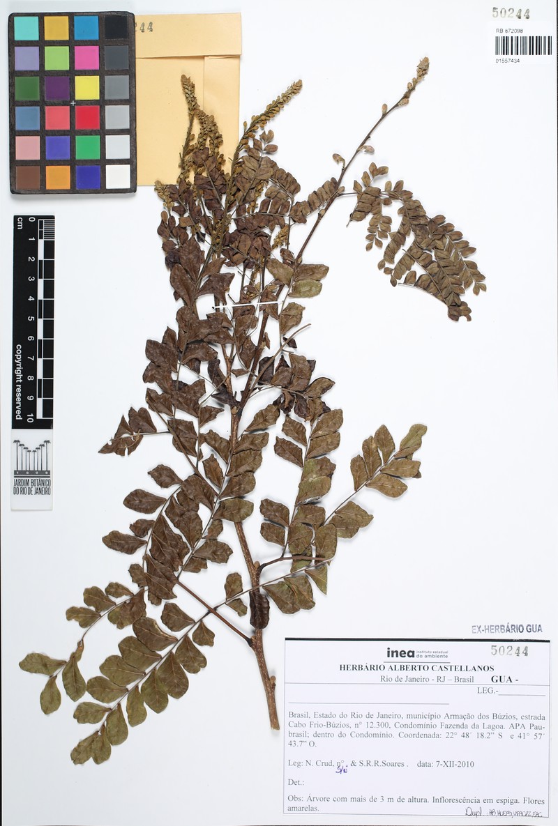 Cenostigma pluviosum var. paraense photo 4