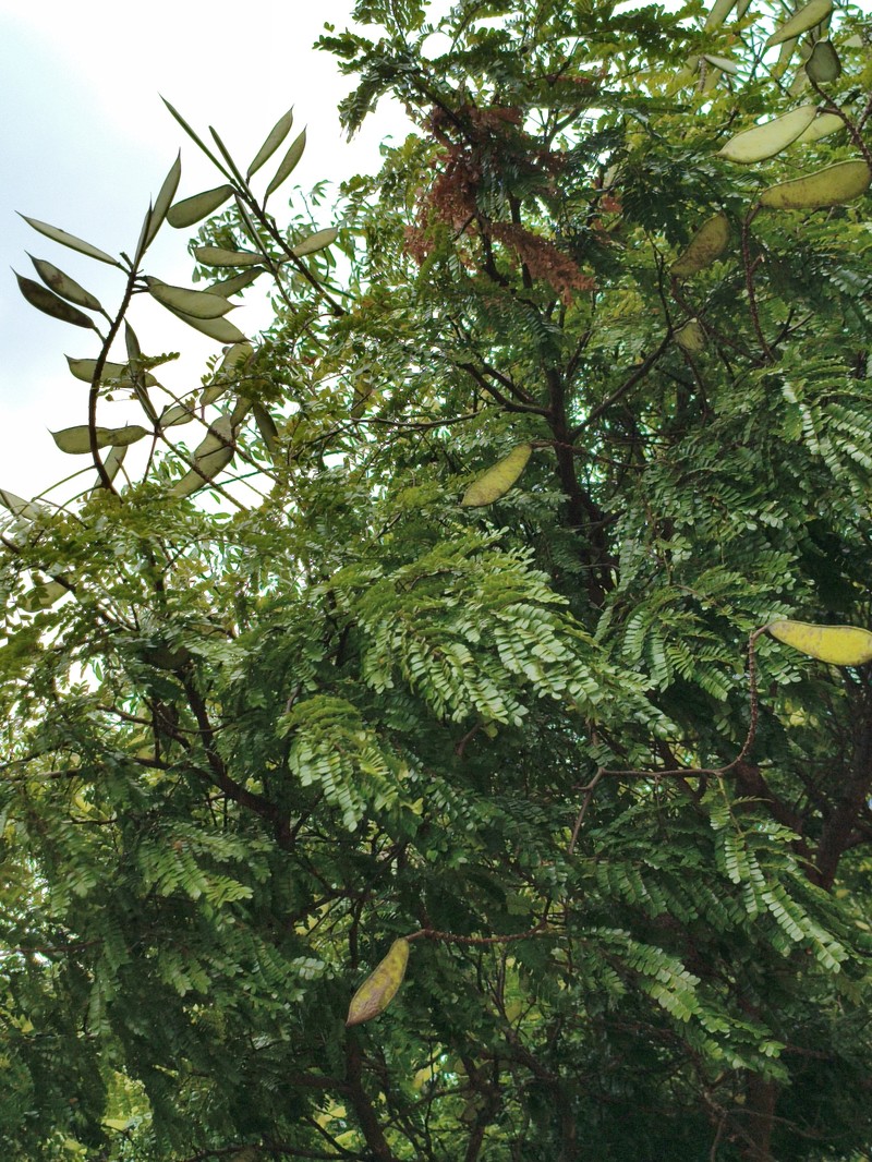 Cenostigma pluviosum var. peltophoroides photo 4