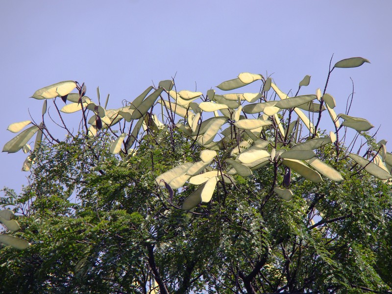 Cenostigma pluviosum var. peltophoroides photo 7