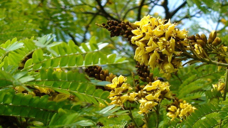 Cenostigma pluviosum var. peltophoroides photo 8
