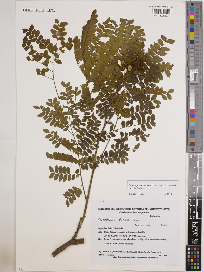 Cenostigma pluviosum var. pluviosum photo 2