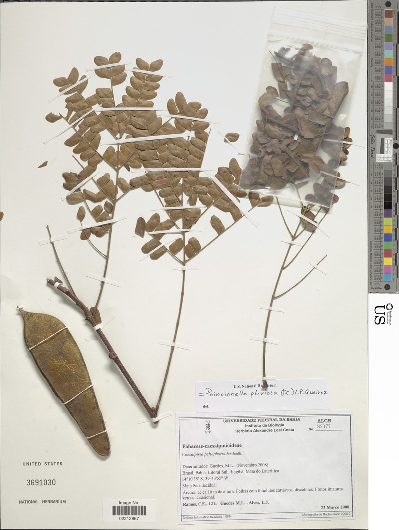 Cenostigma pluviosum var. pluviosum photo 3