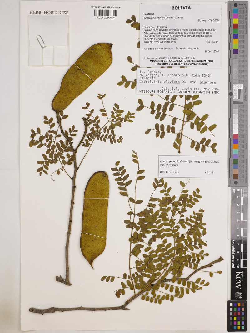 Cenostigma pluviosum var. pluviosum photo 4