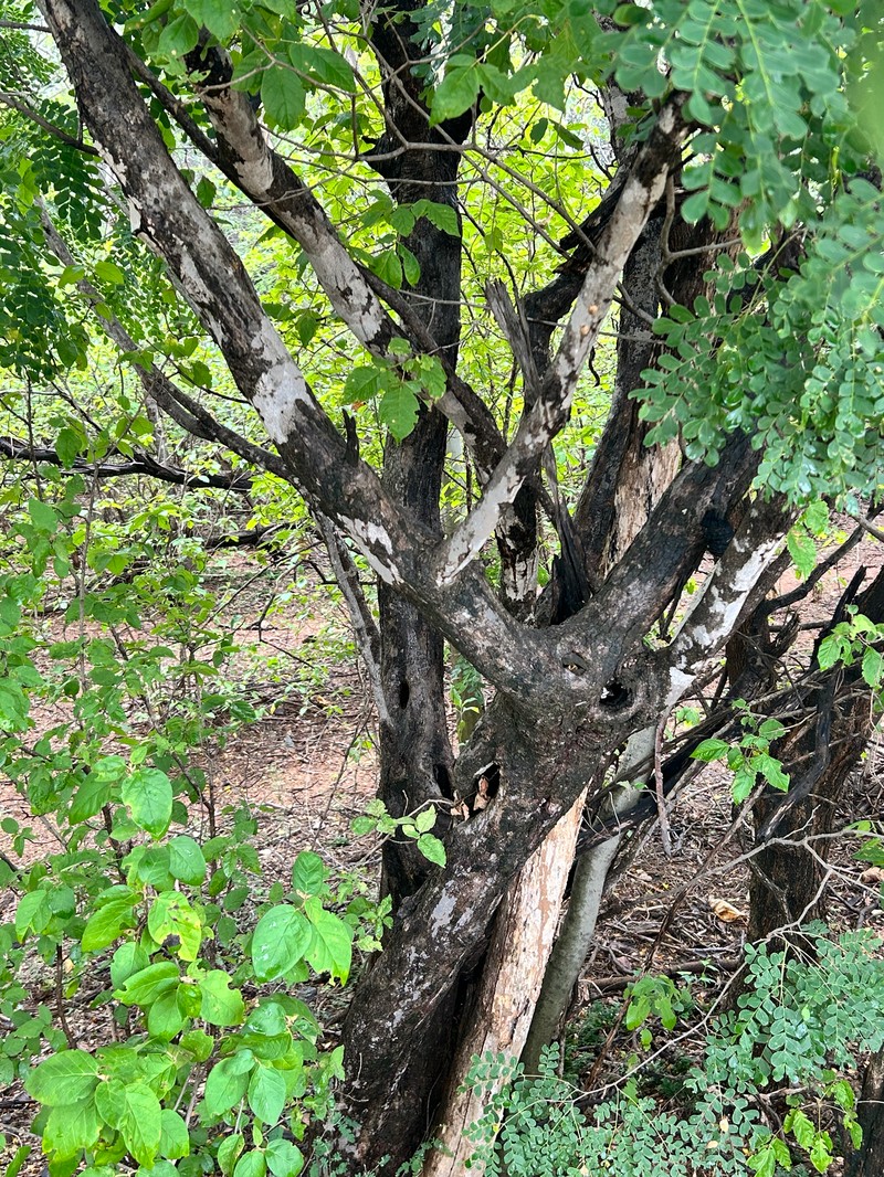 Cenostigma pluviosum var. sanfranciscanum