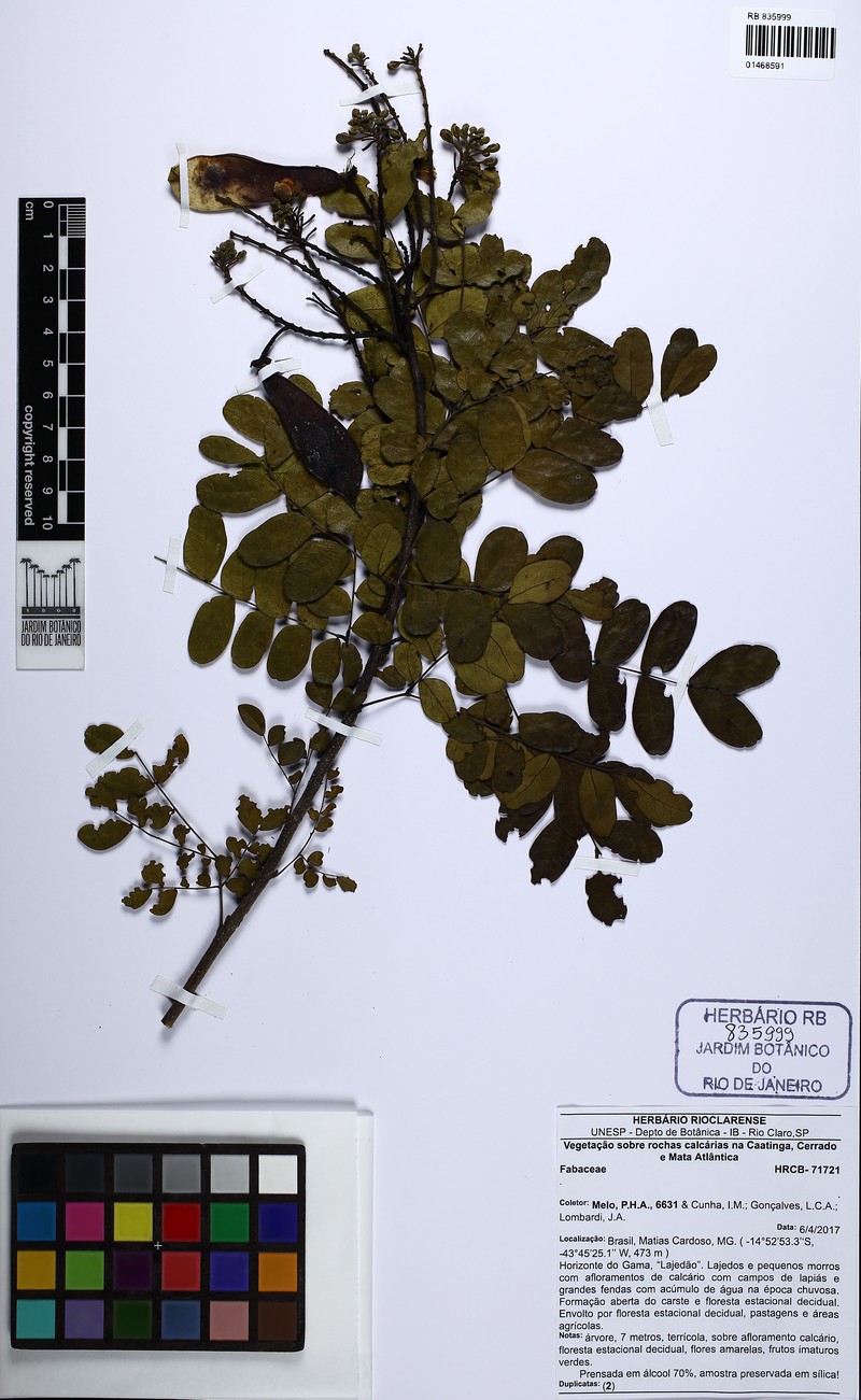 Cenostigma pluviosum var. sanfranciscanum photo 2