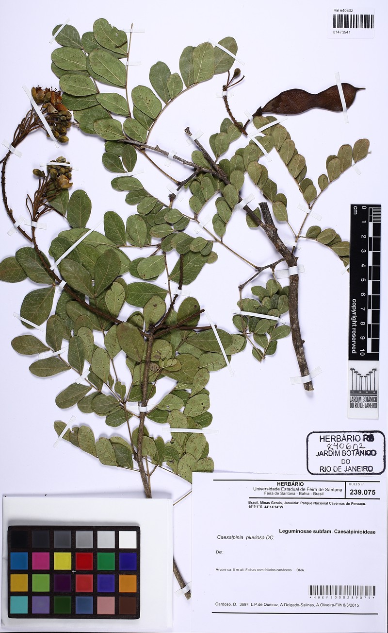 Cenostigma pluviosum var. sanfranciscanum photo 3