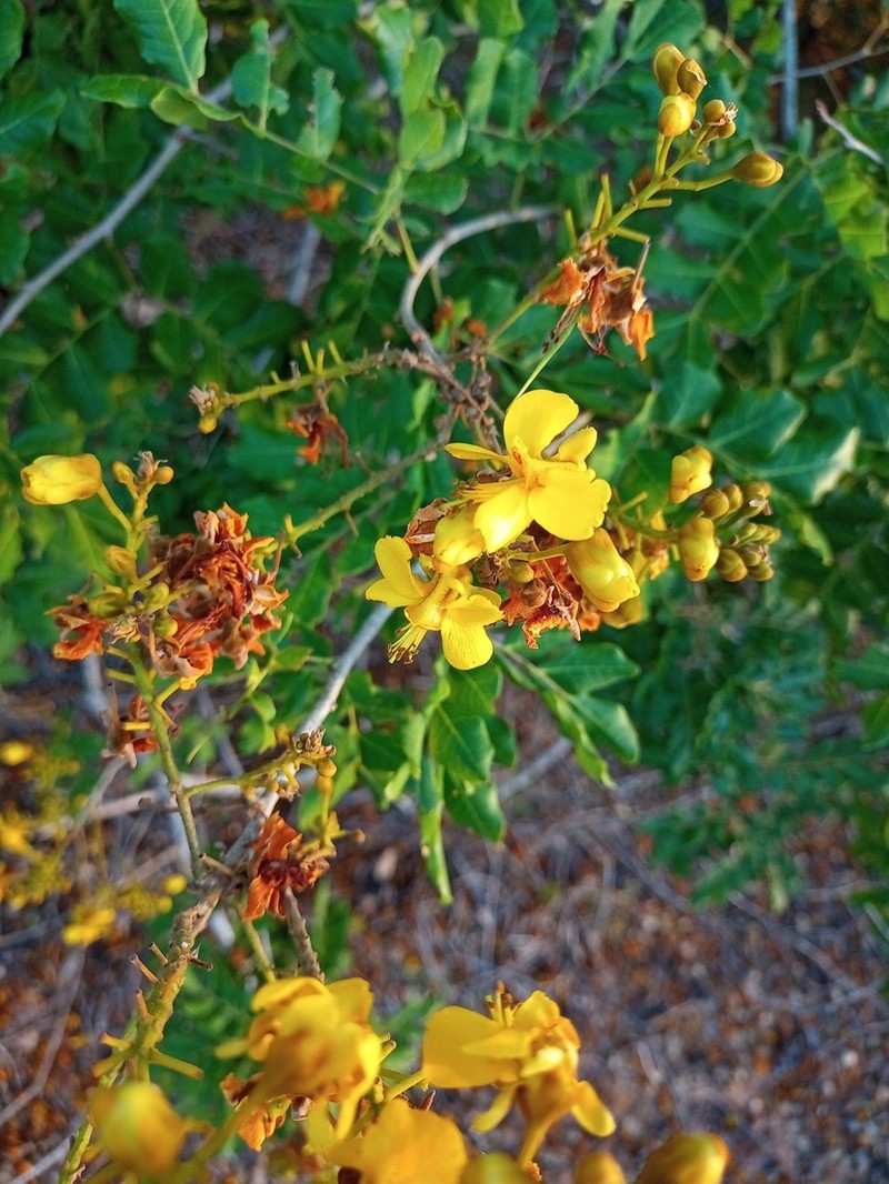 Cenostigma pyramidale