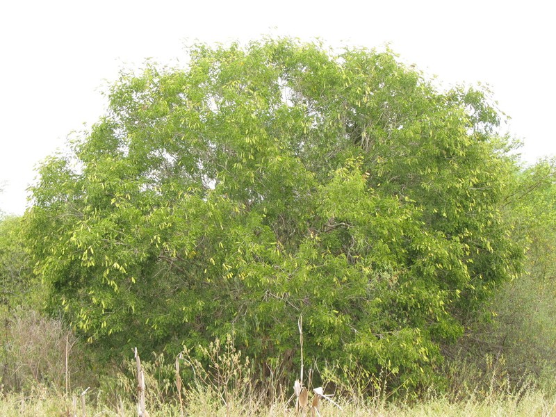 Cenostigma pyramidale photo 3