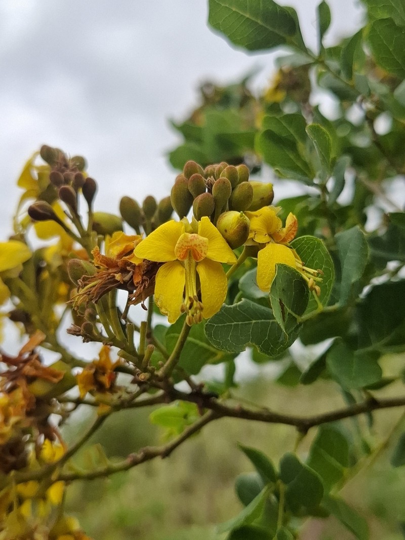 Cenostigma pyramidale photo 4