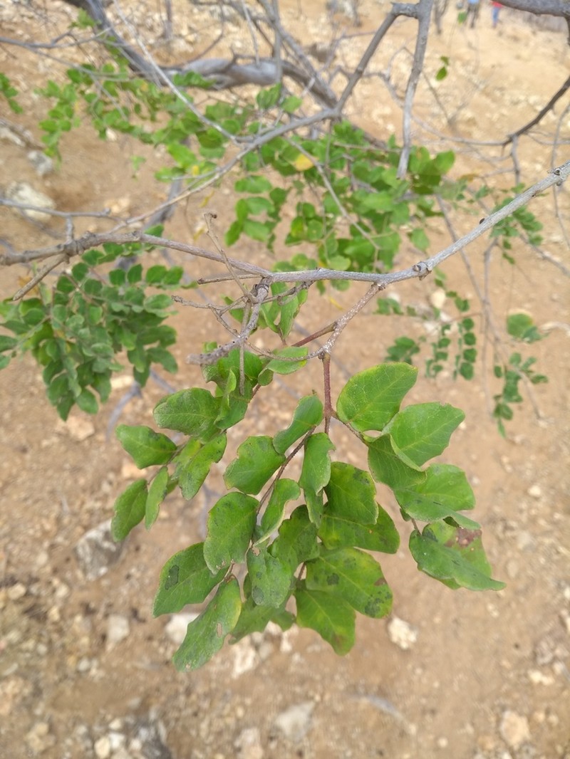 Cenostigma pyramidale photo 5