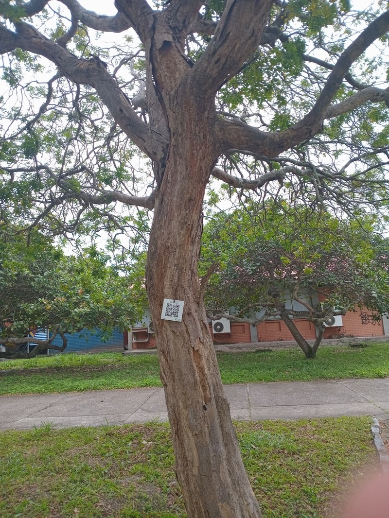 Cenostigma pyramidale photo 6