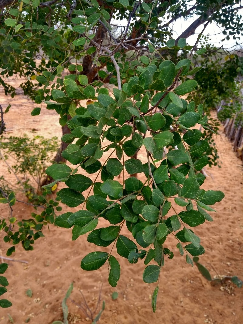 Cenostigma pyramidale photo 7